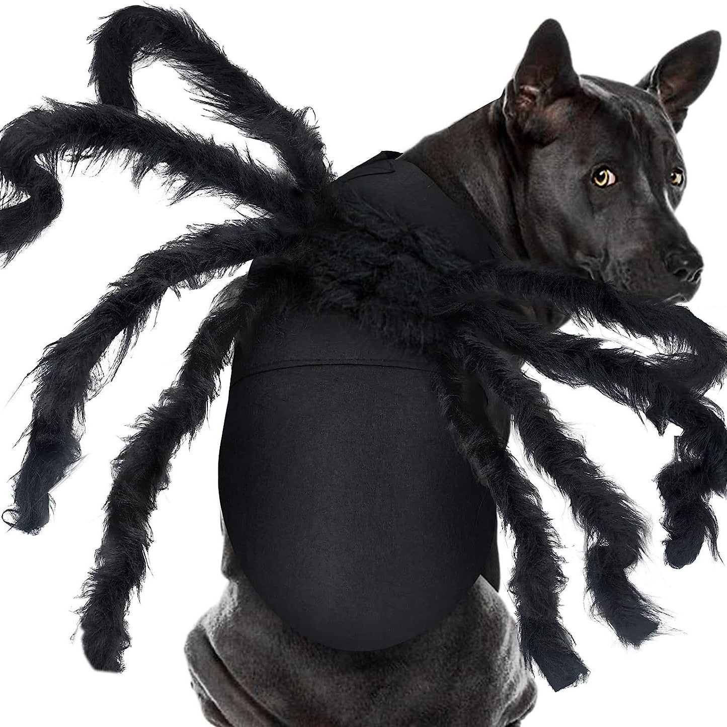 Halloween pet prop bat wings