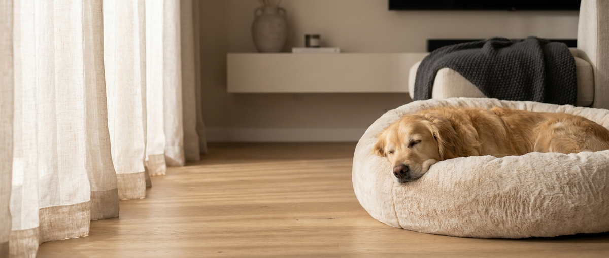 Golden retriever sleeping in TOCA calming bed — hero banner